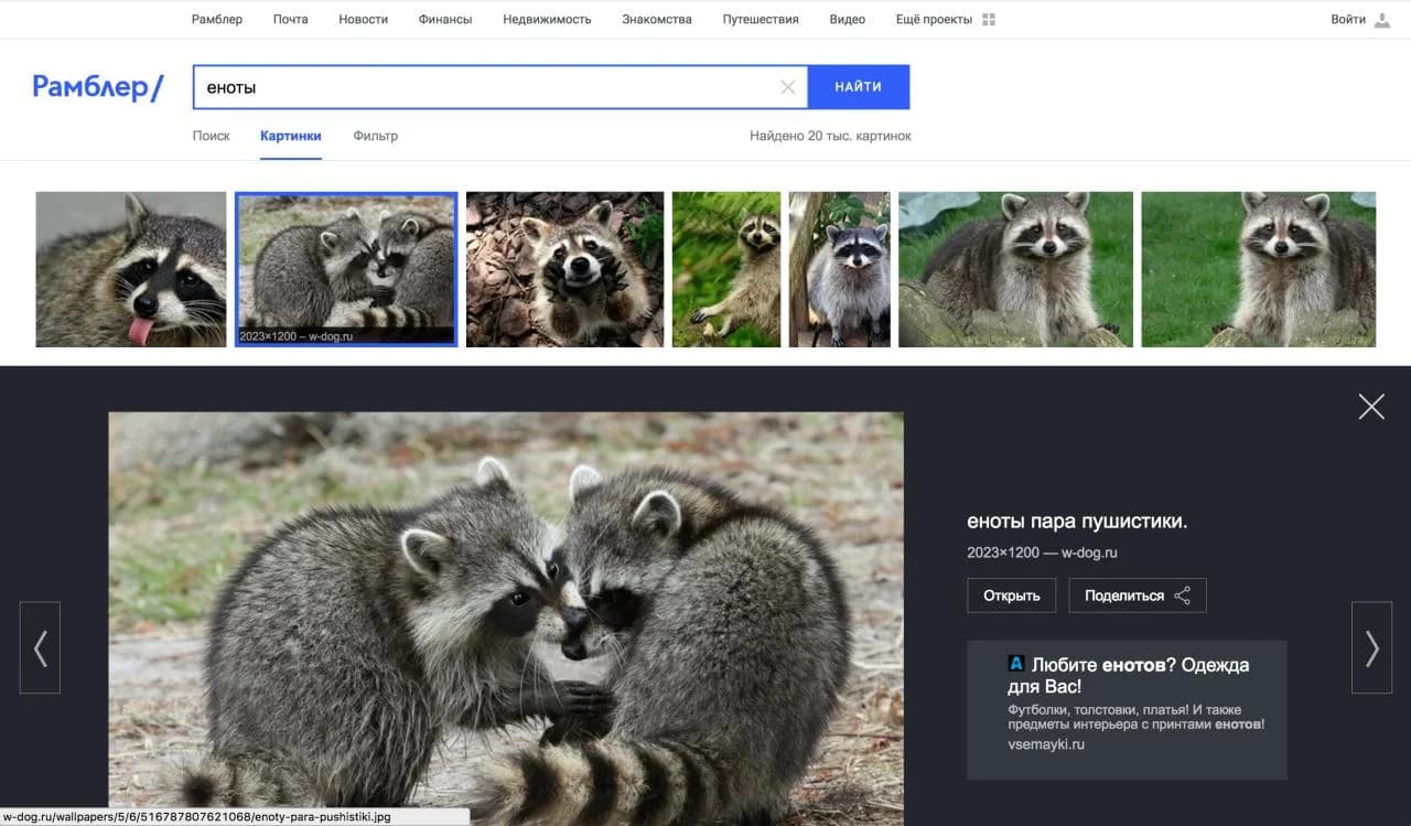 Rambler Images: results for «еноты» (raccoons) and an expanded image viewer with an ad block